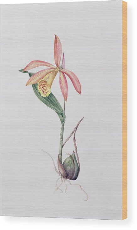 Orchid Wood Print featuring the painting Pleione Zeus Wildstein by Mary Kenyon-Slaney