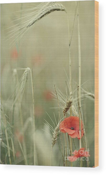 Poppy Wood Print featuring the photograph Poppies and wheat ear by Jean Gill