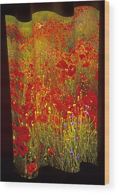 Wildflowers Wood Print featuring the photograph Poppies and Wildflowers by Doug Davidson