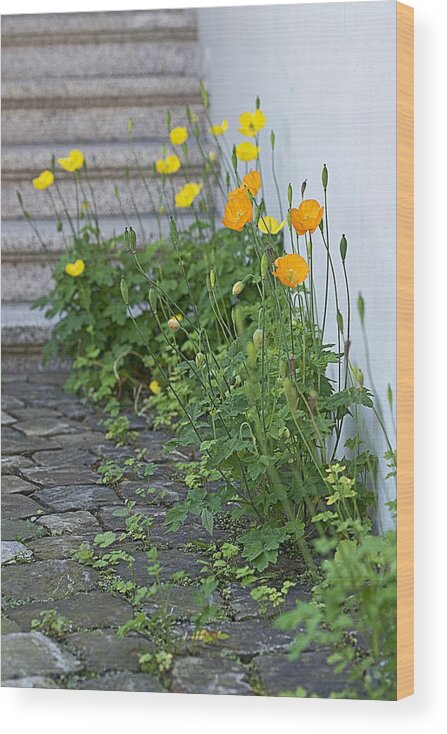 Poppies Wood Print featuring the photograph Poppies by Chevy Fleet