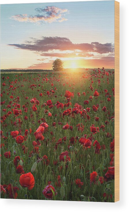 Landscape Wood Print featuring the photograph Poppy Fields Of Sweden by Christian Lindsten