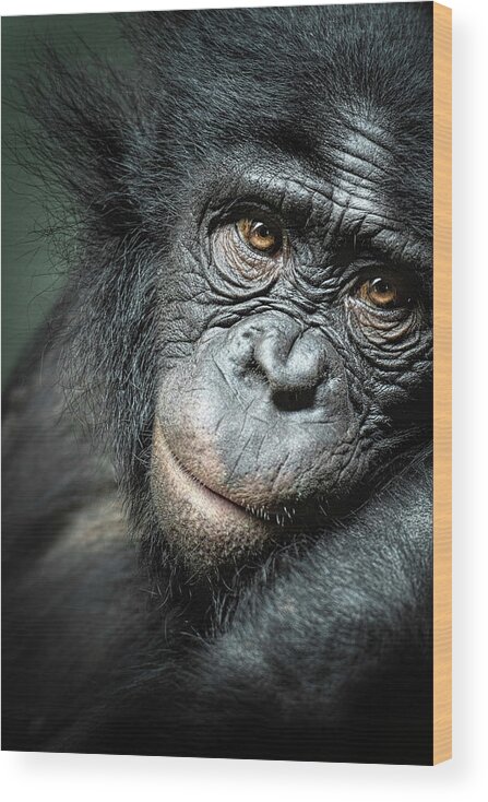 Animal Themes Wood Print featuring the photograph Portrait Of A Bonobo Ape by Image By Ian Carroll (aka icypics)