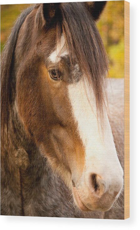 Horse Wood Print featuring the photograph Portrait of a Clydesdale by Kristia Adams