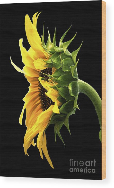 Sunflower Wood Print featuring the photograph Portrait of a Sunflower by Gwyn Newcombe