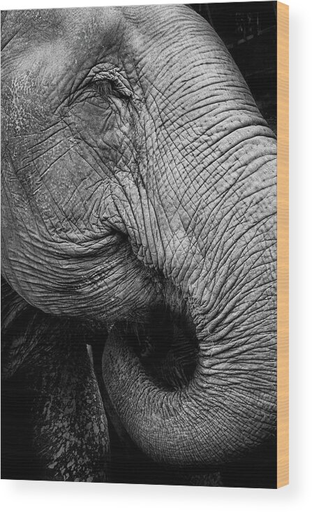 Animal Trunk Wood Print featuring the photograph Portrait Of An Elephant by Www.neilblakely.com
