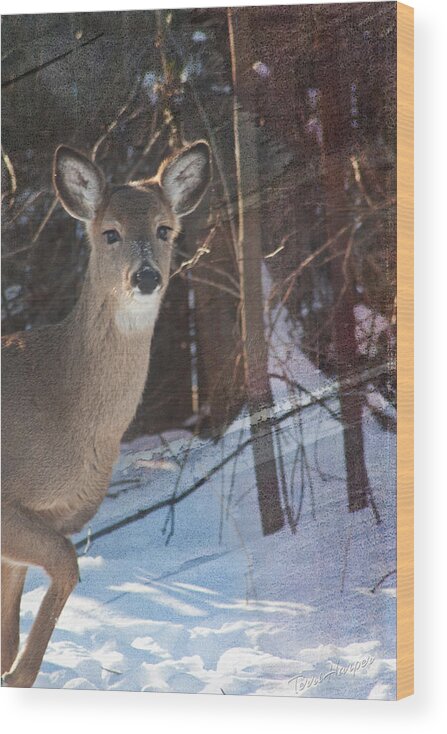 Deer Wood Print featuring the photograph Posing For Me by Terri Harper