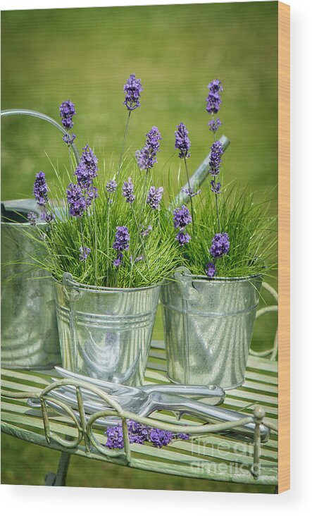 Lavender Wood Print featuring the photograph Pots Of Lavender by Amanda Elwell