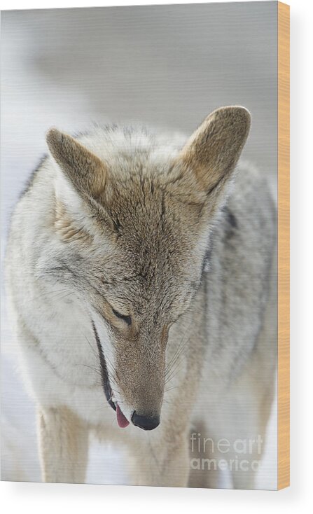 Coyote Wood Print featuring the photograph Prayers by Deby Dixon