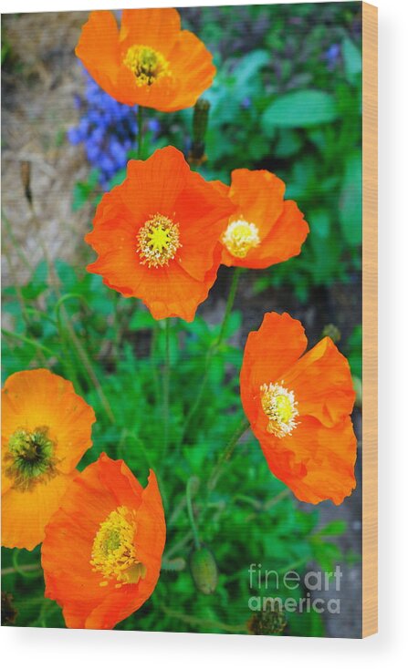 Poppy Wood Print featuring the photograph Pretty In Orange by Jacqueline Athmann