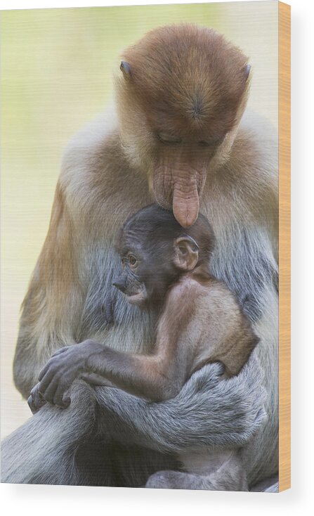 Suzi Eszterhas Wood Print featuring the photograph Proboscis Monkey Mother Holding Baby by Suzi Eszterhas