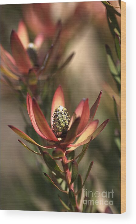 Protea Wood Print featuring the photograph Protea by Joy Watson