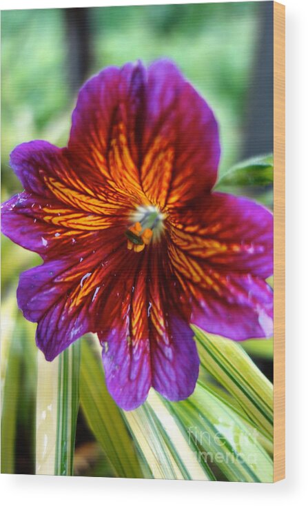 Petals Wood Print featuring the photograph Purple and Orange by Jacqueline Athmann