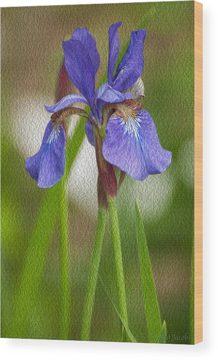 Bearded Iris Wood Print featuring the photograph Purple Bearded Iris Oil by Brenda Jacobs