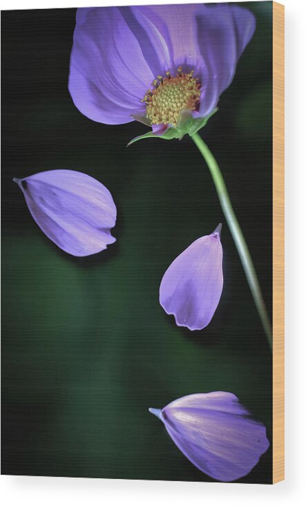 Petal Wood Print featuring the photograph Purple Cosmos by Copyright Alan Drake