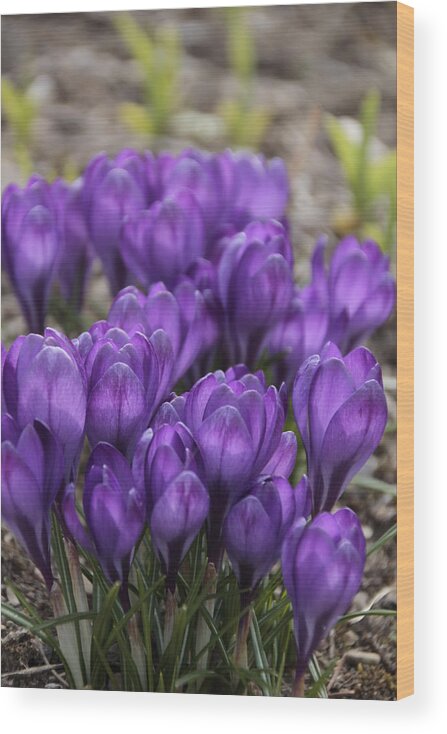 Springtime Wood Print featuring the photograph Purple crocus Flowers by Valerie Collins