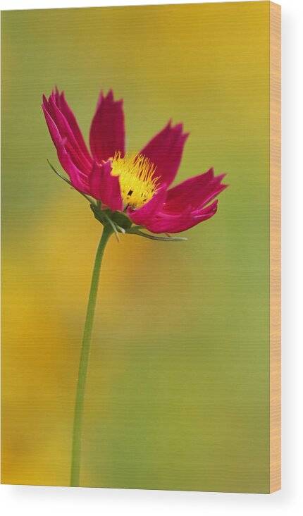 Flower Wood Print featuring the photograph Purple Floral over Yellow by Juergen Roth
