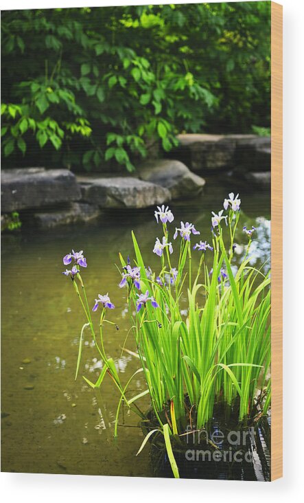 Garden Wood Print featuring the photograph Purple irises in pond by Elena Elisseeva