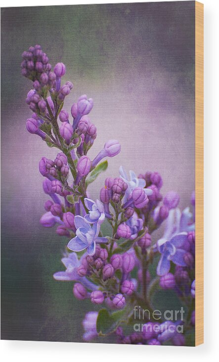 Lilac Wood Print featuring the photograph Purple Lilacs by Bianca Nadeau