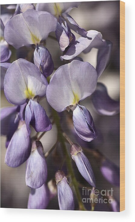 Wisteria Wood Print featuring the photograph Purple Of Wisteria by Joy Watson