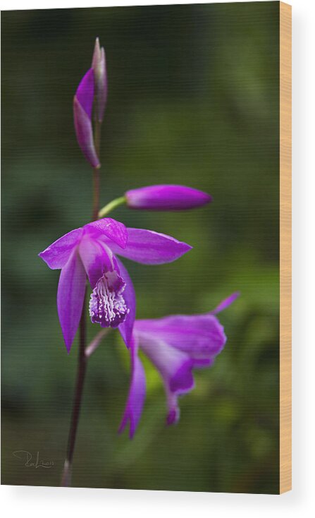 Orchid Wood Print featuring the photograph Purple Orchid by Raffaella Lunelli