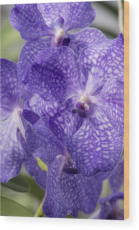 Orchids Wood Print featuring the photograph Purple orchids by Elena Perelman