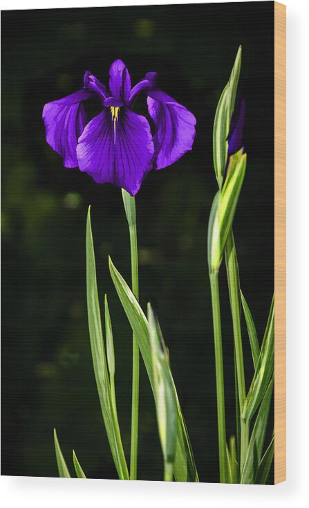 Beautiful Wood Print featuring the photograph Purple Perfection - Japanese Iris - Painting by Penny Lisowski