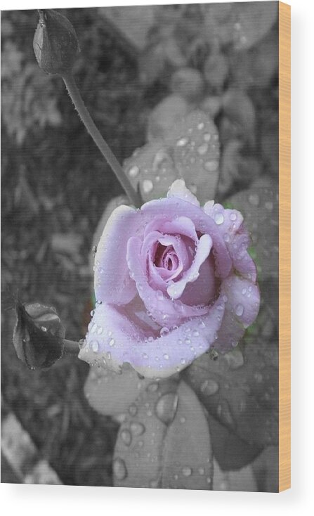Rose Wood Print featuring the photograph Purple Rain by Marian Lonzetta