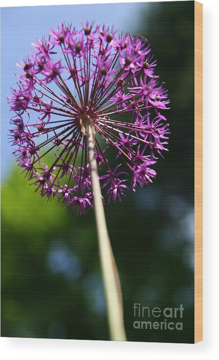 Flower Wood Print featuring the photograph Purple View by Neal Eslinger