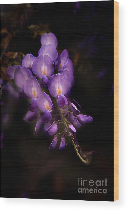 Flower Wood Print featuring the photograph Purple Wisteria by T Lowry Wilson