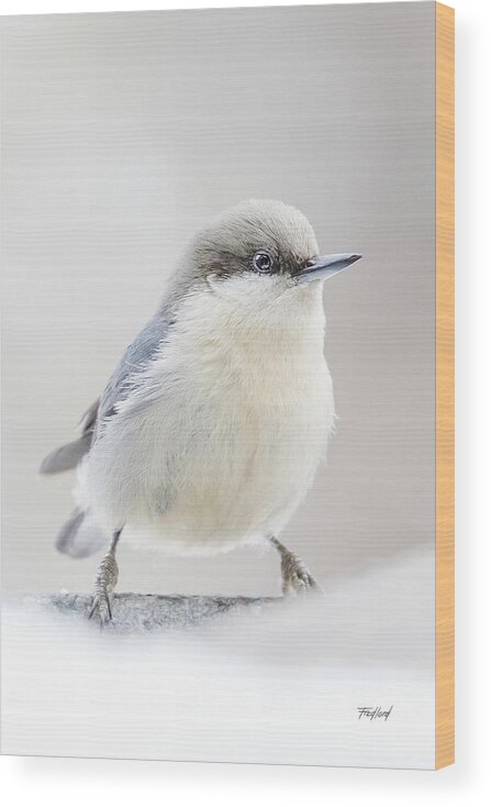 Bird Wood Print featuring the photograph Pygmy Nuthatch by Fred J Lord