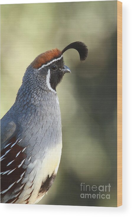 Quail Wood Print featuring the photograph Quail portrait by Bryan Keil