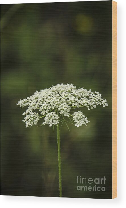 Annes Wood Print featuring the photograph Queen Anne's Lace by Mary Carol Story