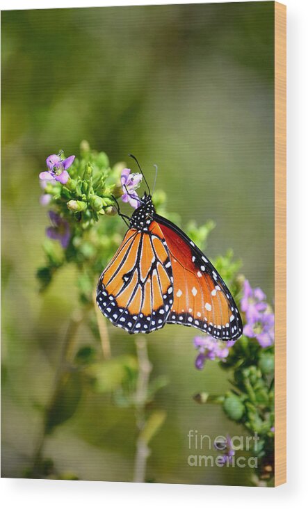 Queen Butterfly Wood Print featuring the photograph Queen Butterfly by Deb Halloran