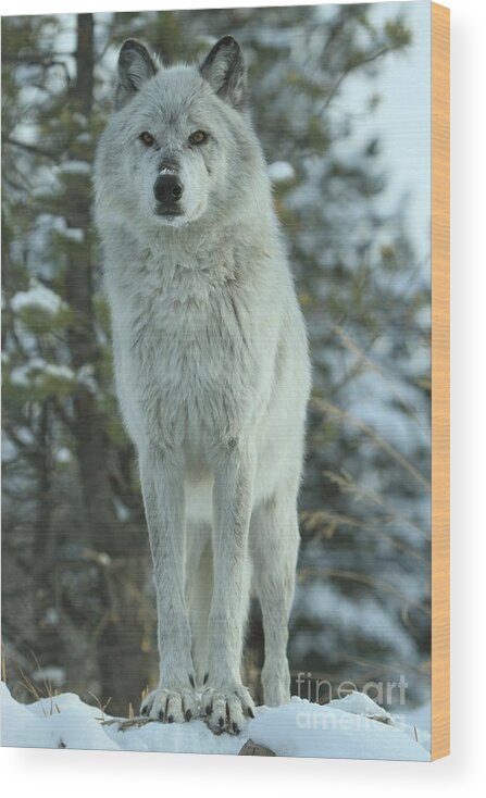 Gray Wolf Wood Print featuring the photograph Queen Of The West by Adam Jewell