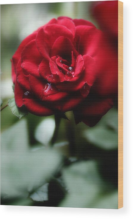 Red Rose Wood Print featuring the photograph Quietly My Tears Fall by Michael Eingle