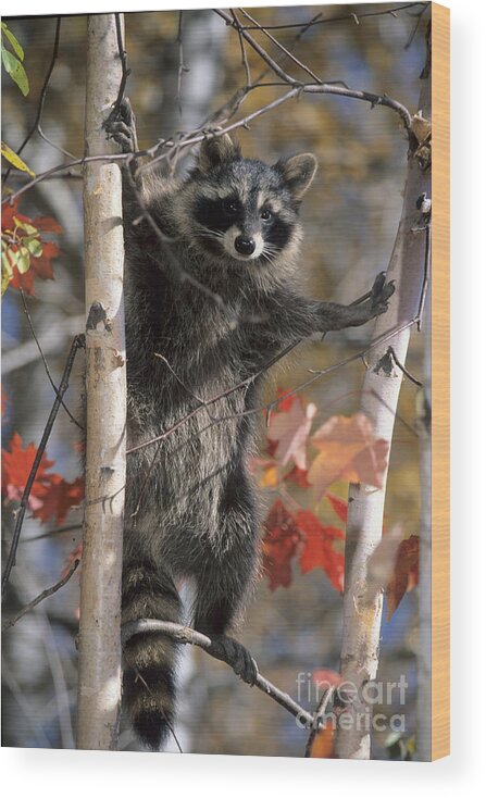 Racoon Wood Print featuring the photograph Racoon in Tree by Chris Scroggins