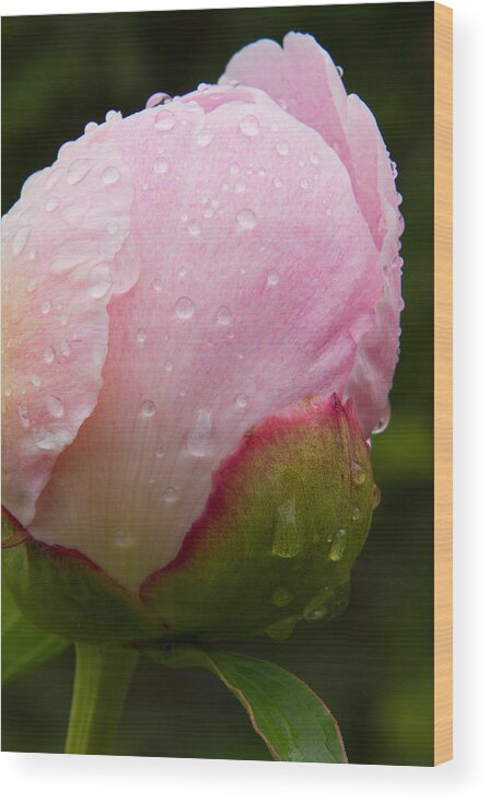 Pink Wood Print featuring the photograph Rain Kissed by Lindley Johnson