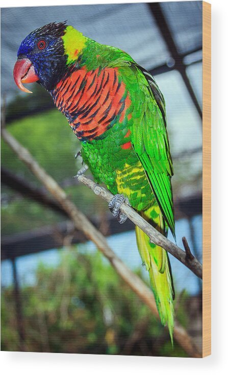 Rainbow Lory Wood Print featuring the photograph Rainbow Lory by Sennie Pierson