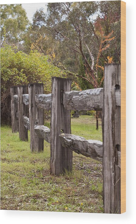 Rustic Wood Print featuring the photograph Raindrops on Rustic Wood Fence by Michelle Wrighton