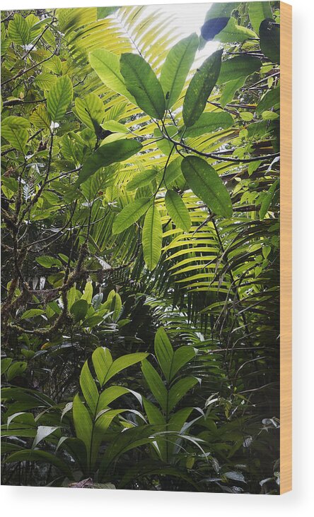 Feb0514 Wood Print featuring the photograph Rainforest Interior Costa Rica by Hiroya Minakuchi