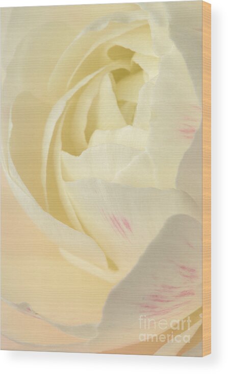 Flower Wood Print featuring the photograph Ranunculus Flower by Chris Scroggins