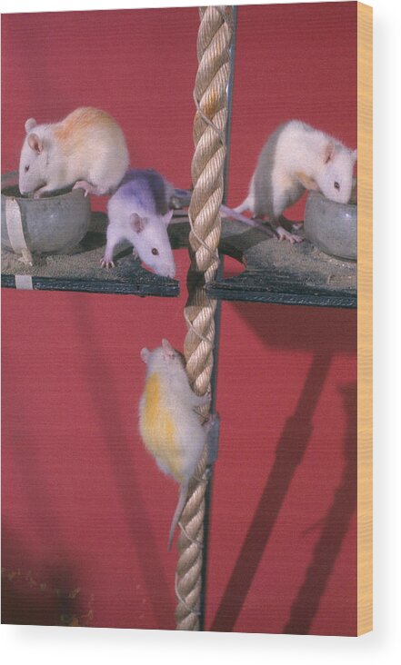 Albino Wood Print featuring the photograph Rats Climbing Rope by Daniel Bernstein