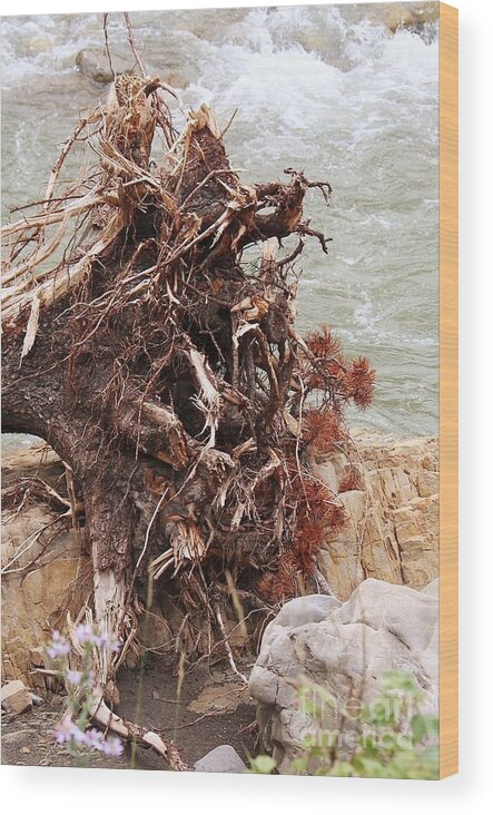 Tree Wood Print featuring the photograph Ravaged Roots by Ann E Robson