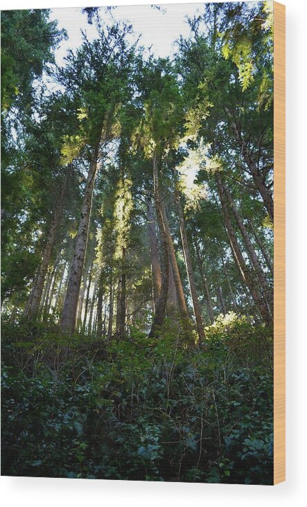 Old Growth Wood Print featuring the photograph Reach for the Sky by Laureen Murtha Menzl