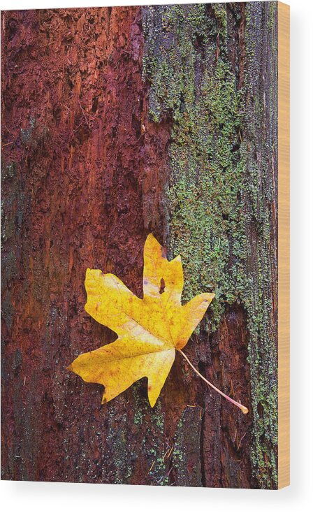 Leaves Wood Print featuring the photograph Reclamation by Michael Dawson