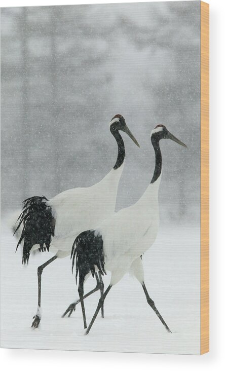 Red-crowned Crane Wood Print featuring the photograph Red-crowned Cranes by M. Watson