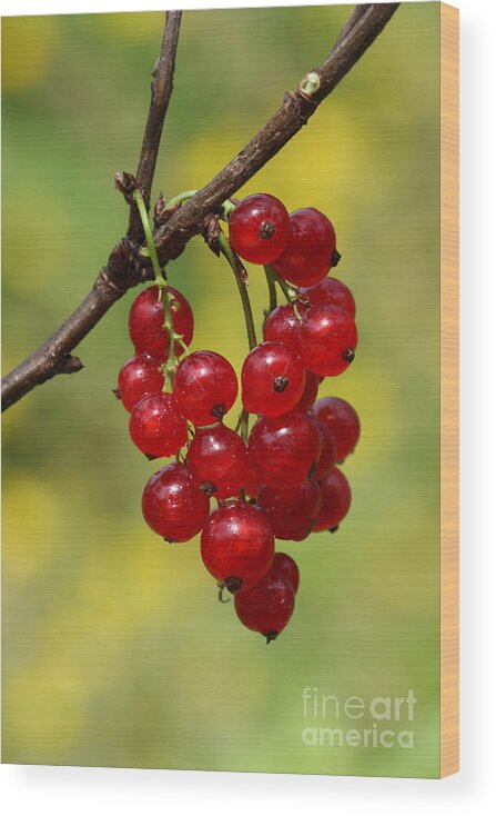 Red Currant Wood Print featuring the photograph Red Currant Berries by Werner Layer