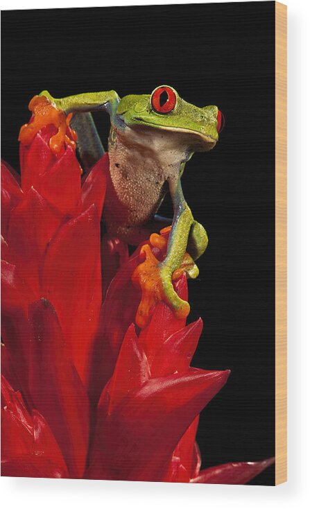 Frog Wood Print featuring the photograph Red Eye by Jack Milchanowski