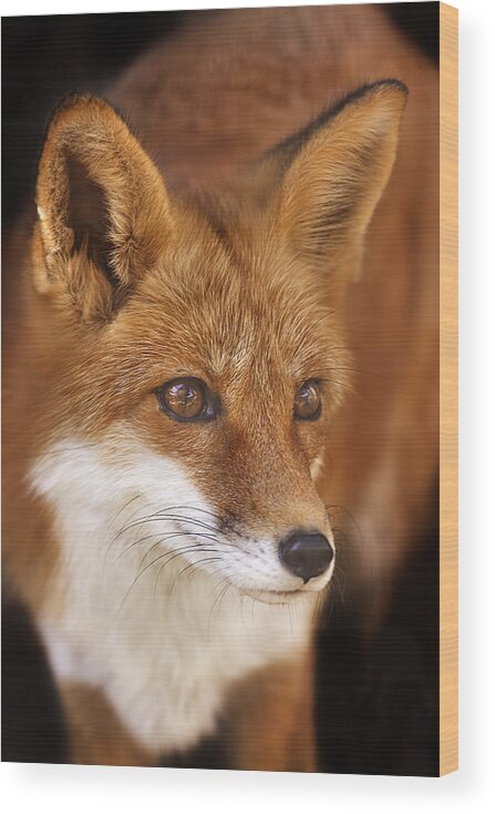 Animal Wood Print featuring the photograph Red Fox by Brian Cross
