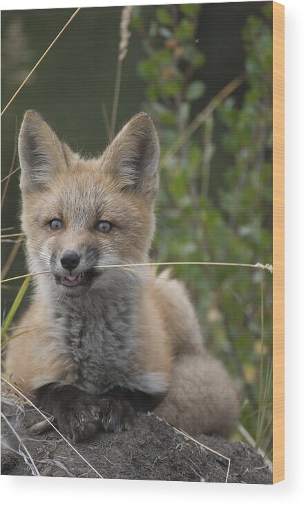 530772 Wood Print featuring the photograph Red Fox Pup Nibbling On Grass Alaska by Michael Quinton